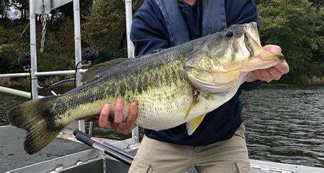 Texas largemouth bass confirmed as world record catch